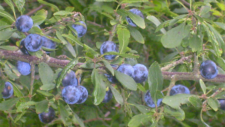 Sloe berries in the hedgerows, ready for picking. Image by Rachael Garside.