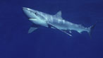 Blue shark