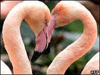 Flamingos