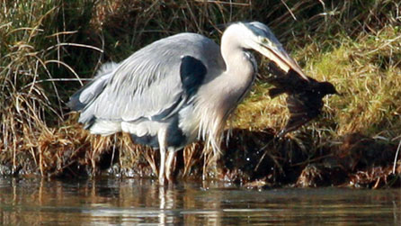 A heron eating a starling by Steve Gunter.