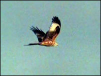 Red Kite in flight