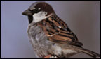 House Sparrow.