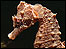 Short-snouted seahorse