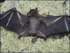 bat.jpg