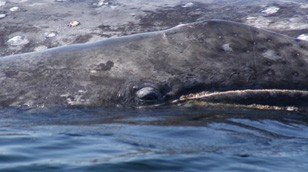 Gray Whale calf eye by Steven Swartz