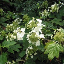 Hydrangea quercifolia