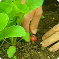 Pulling up radish