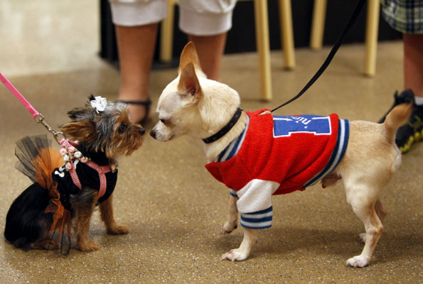 Two dogs staring at each other while wearing fancy dress