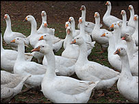 The geese spend most of their lives outdoors in a field. 