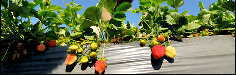 Strawberries