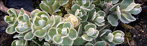 Sedum Frosty Morn