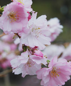 Prunus x subhirtella 'Fukubana'