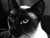 Click for More Pictures