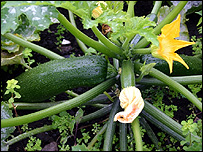 Ever thought about trying to grow giant veg?