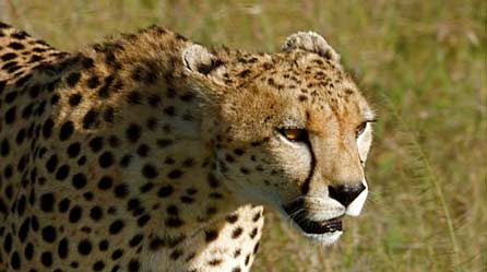 A cheetah © Colin Jackson