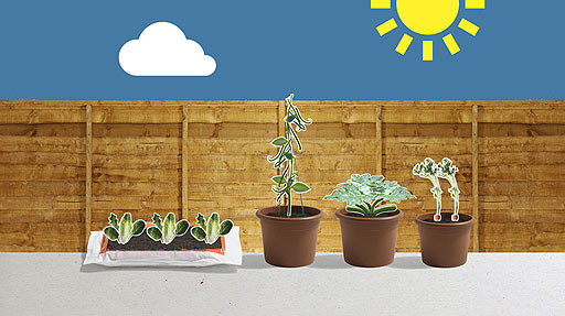 Salad leaves in a growbag and carrots, beans and courgettes in pots.