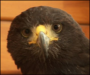 Harris Hawk