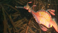 Weedy seadragon