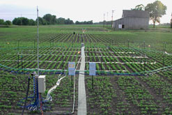 CO2 enrichment experiment of crops