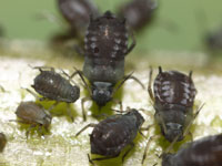 Aphids