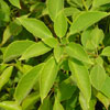 Trochodendron araloides