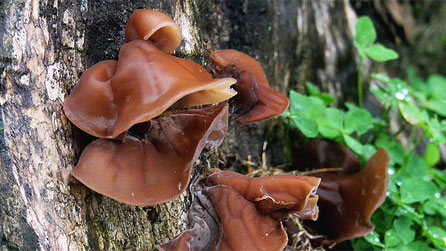 Jelly ear fungus or Jew's ear by Eiona Roberts.
