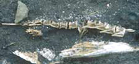 Photo of a fish skeleton