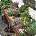 Buying plants - annuals