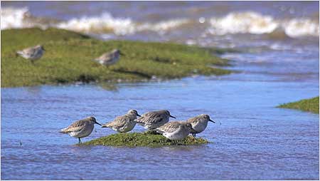 Knot c/o RSPB Image and Ben Hall
