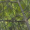 Bronze fennel