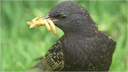 Starling c/o Jaybee and North East Wildlife