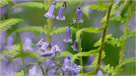 Bluebells c/o rspb Andy Hay