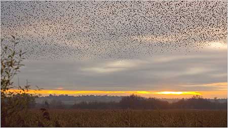 Starlings c/o RSPB Images and David Kjaer