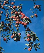 Exmoor apples