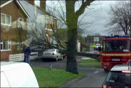 Fallen tree