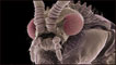 Imagem microscópica de mosca não identificada (Foto: Steve Gschmeissner / Science Photo Library)