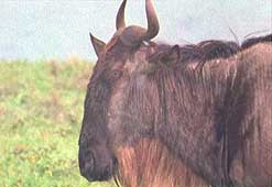 wildebeest