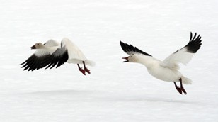 Snow Geese by Chadden Hunter