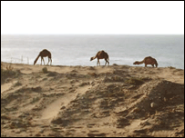 گوادر