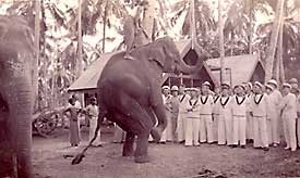 Crew of HMS Capetown watching an elephant performing in Colombo in 1937