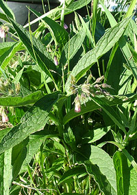 comfrey_small.jpg