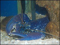 Blue and white lobster