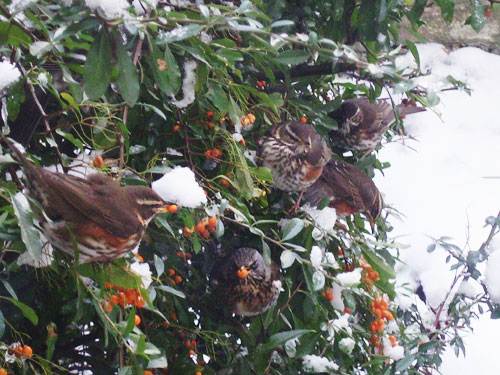 redwings by maddie1980