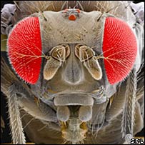 Mosca de fruta