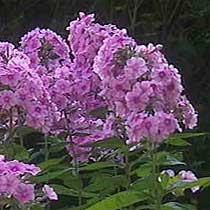 Phlox