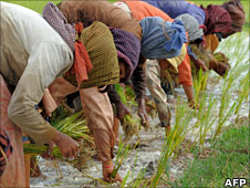 Rice growing in Cambodia