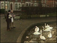 a couple feeding swans