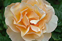 Rosa Norwich Castle