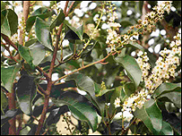 Prunus lusitanica