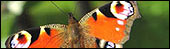 Peacock butterfly